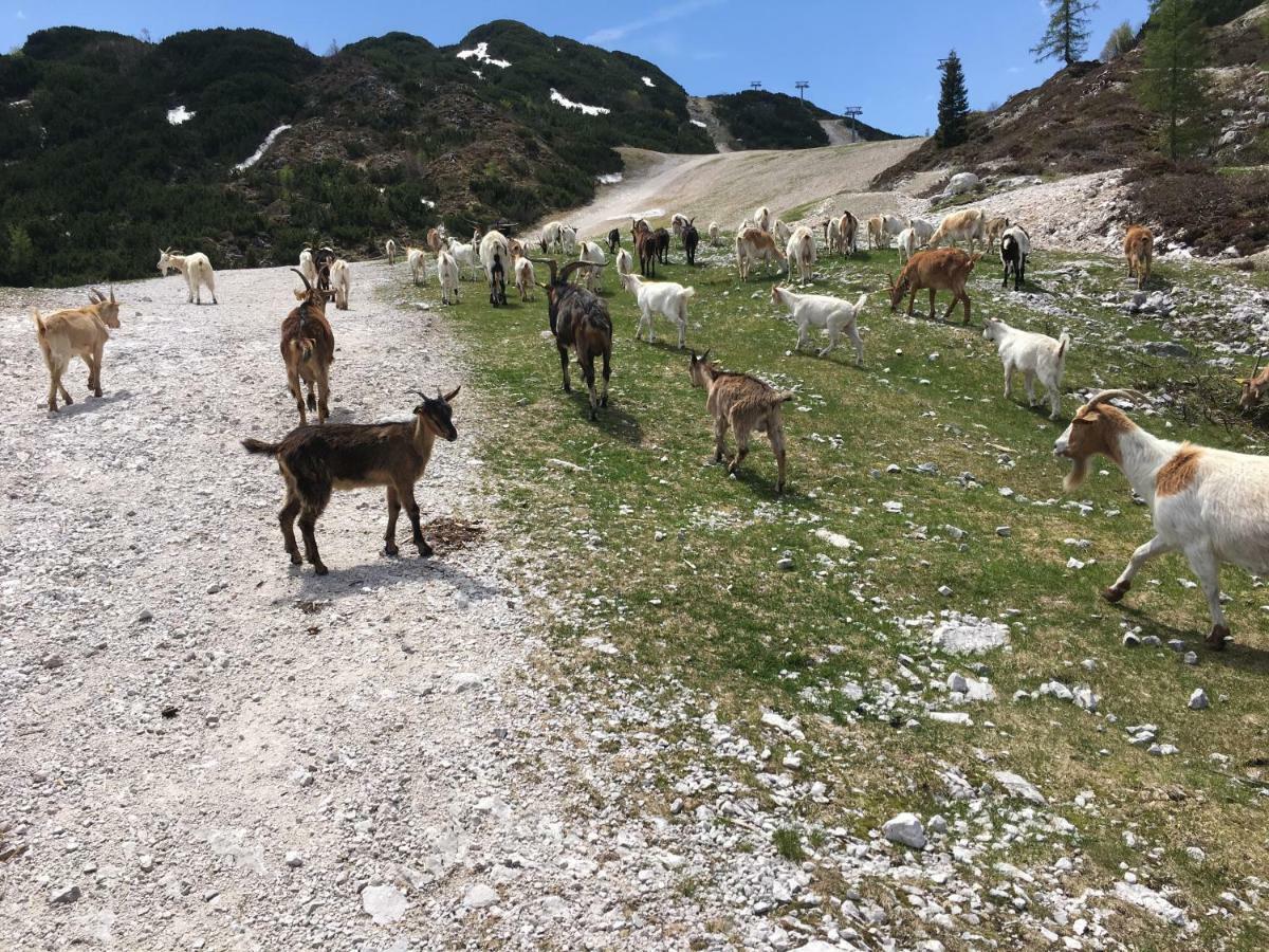 Apartma Neva Bohinj Eksteriør billede